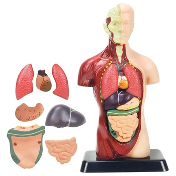 Модель человеческого тела для детей, Пластиковая анатомическая модель человеческого торса, игрушки, 8 шт, Съемная Анатомическая кукла с сердцем и органами  10