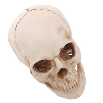 Черепа, похожие на человеческие черепа 1: 1 для украшения домашнего стола в баре  10